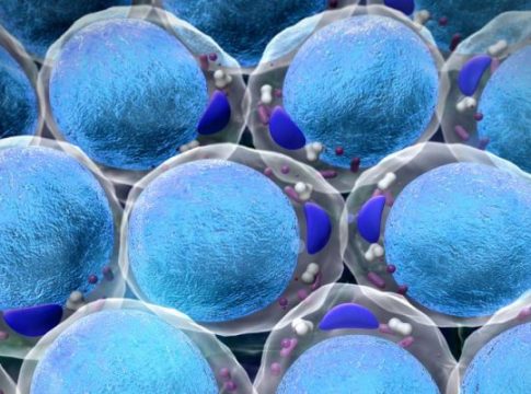 Metabolismo metabolismo