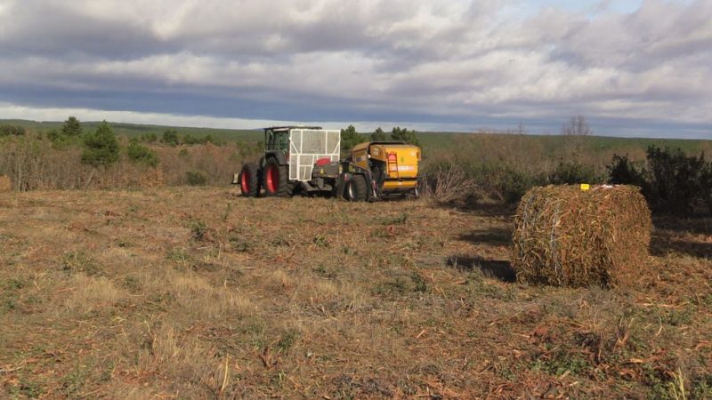 Cuando los montes son rentables: la realidad económica de un incendio 2 Merca2.es Proyecto Enerbioscrub