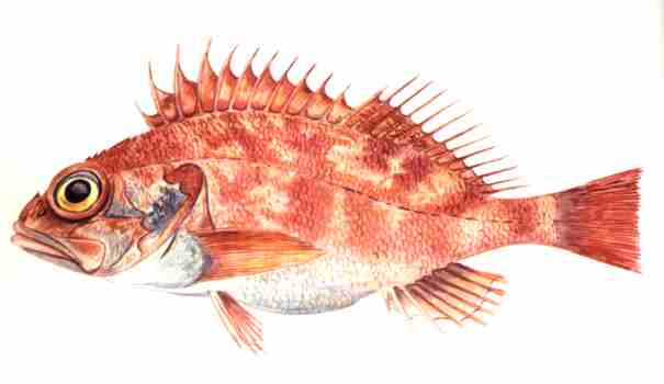 Estos pescados no tienen anisakis ¡y puedes comerlos! 6 Merca2.es anisakis