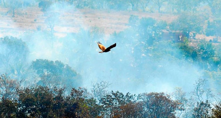 Consecuencias para los animales del Amazonas