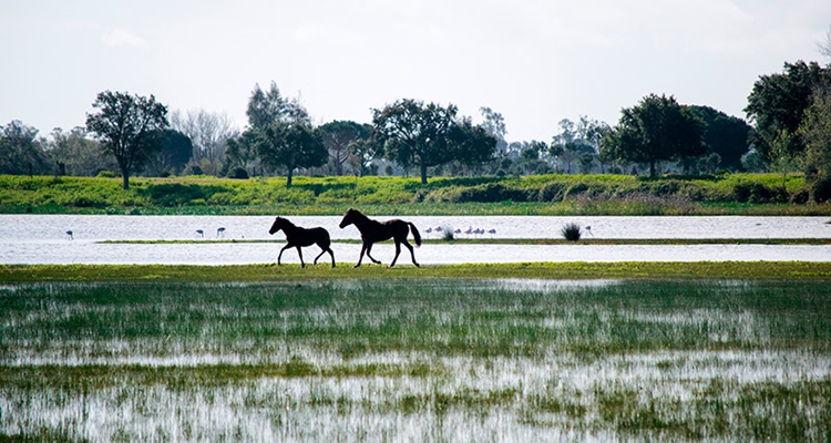 Parques Nacionales en Andalucia Sierra Nevada y Donana