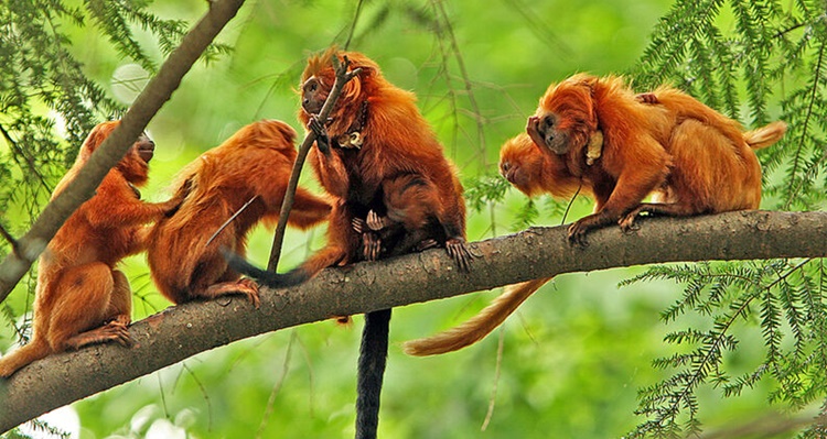 Perdidas en la biodiversidad del Amazonas