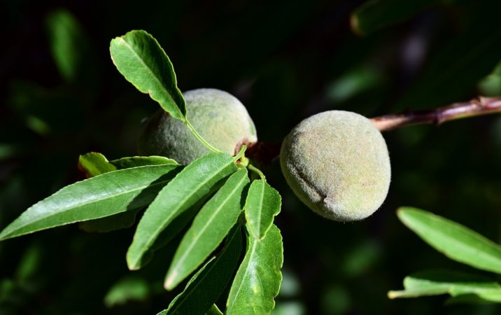 almendras