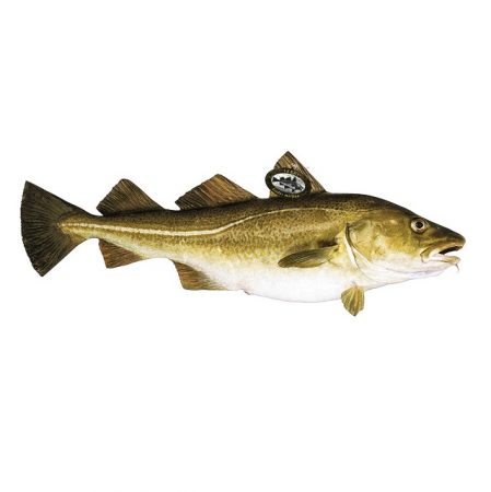 Estos pescados no tienen anisakis ¡y puedes comerlos! 5 Merca2.es anisakis