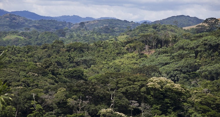 Bosques tropicales del Congo