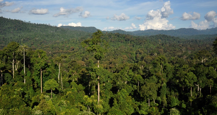 Las selvas asiaticas de Borneo