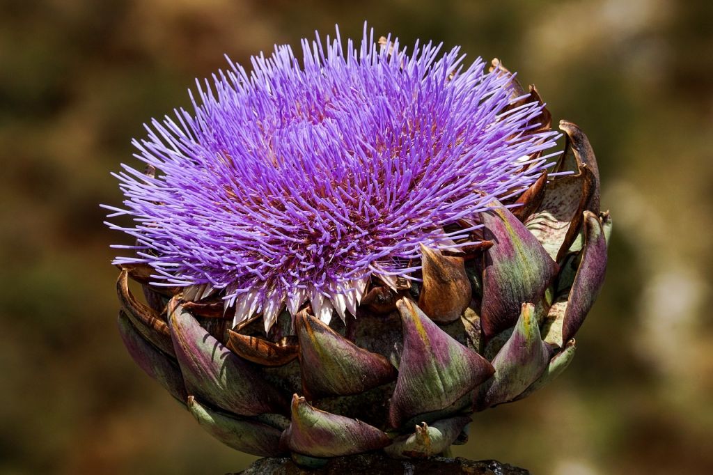 adelgar metabolismo