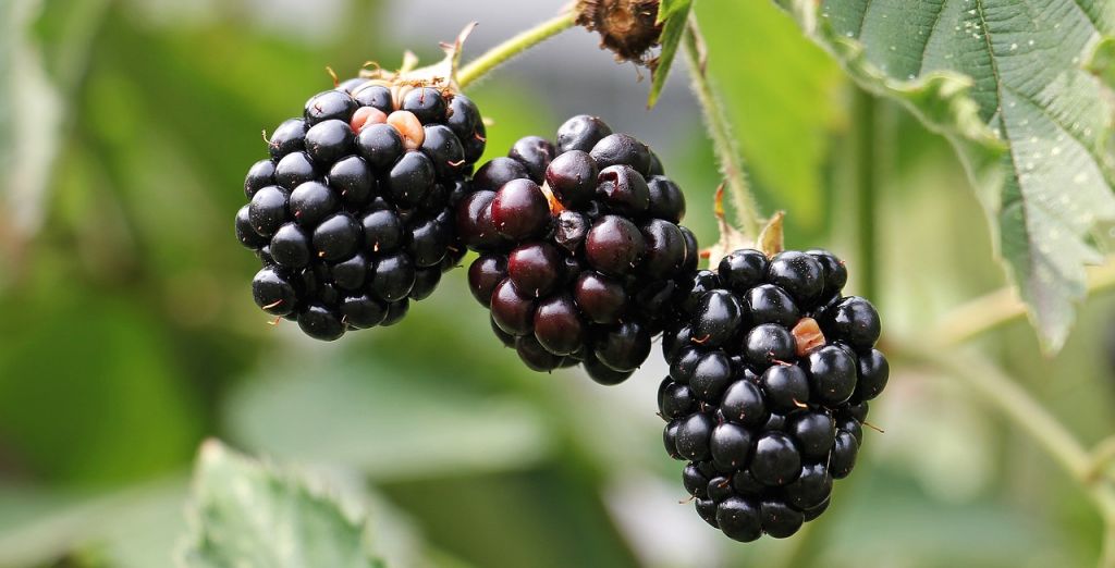 grosellas con vitamina C