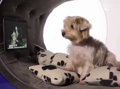 lujo perro sibarita lujo perro sibarita