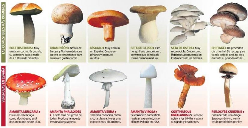 Las claves para NO comer setas tóxicas 1 Merca2.es claves para saber cuándo son tóxicas las setas