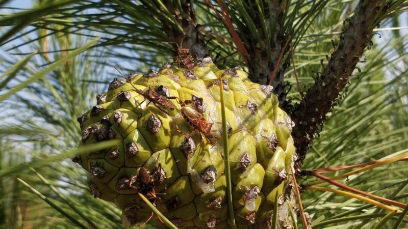 El agónico final del piñón: dos plagas devoran el sector 1 Merca2.es Chinche americana de la piña