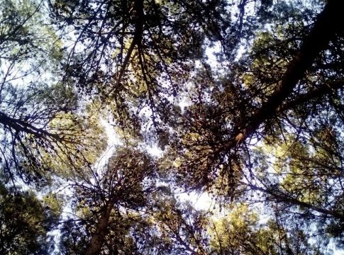 pinar piñon pinar piñon