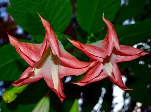 burundanga flor burundanga flor