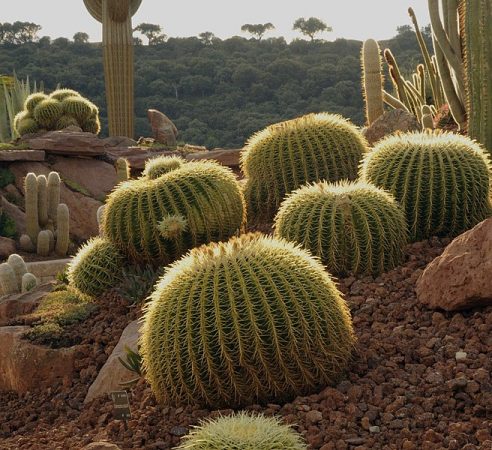 Cactus en Desert City