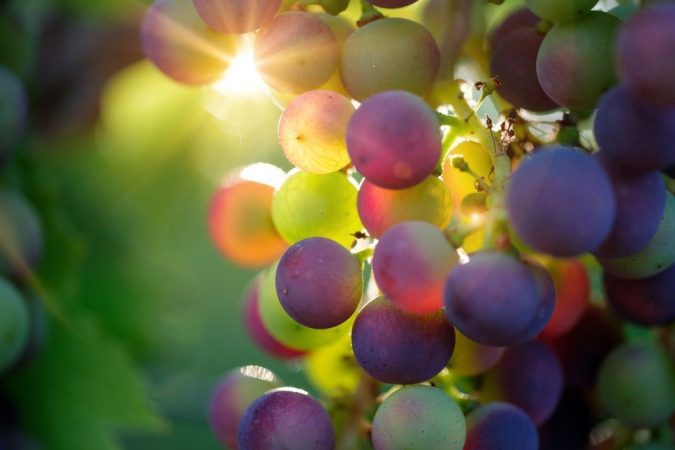uvas con azúcar para diabetes