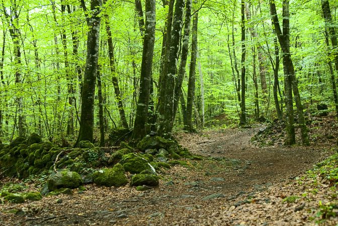 Fageda Jordà, bosques de España