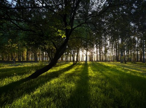 Cultivo forestal de Ence en Navia (Asturias). caixabank Cultivo forestal de Ence en Navia (Asturias). Caixabank