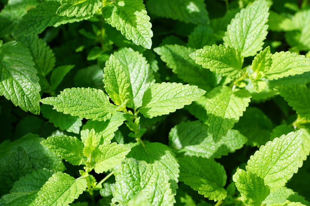 Vicks Vaporub con menta