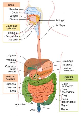 aparato digestivo, diagrama