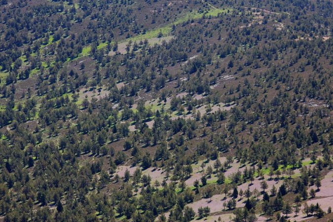 Sierra Cebollera, bosques de España
