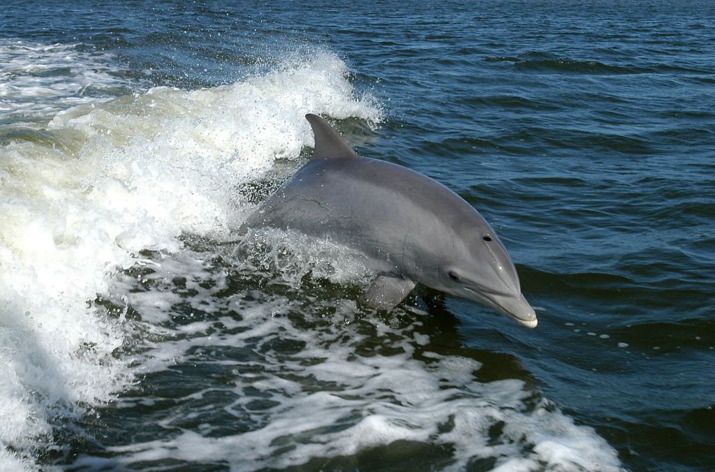 Delfines saltando en el mar