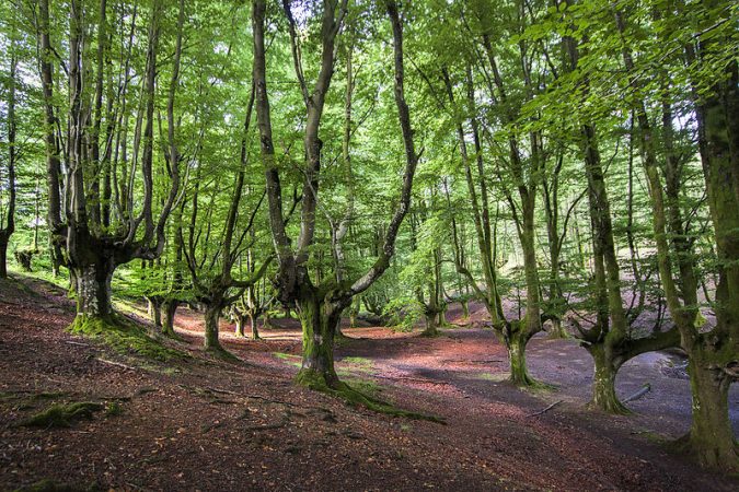 Parque Natural de Gorbeia, bosques de España