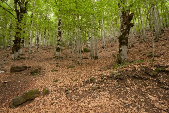 Hayero de Tejera Negra, bosques de España