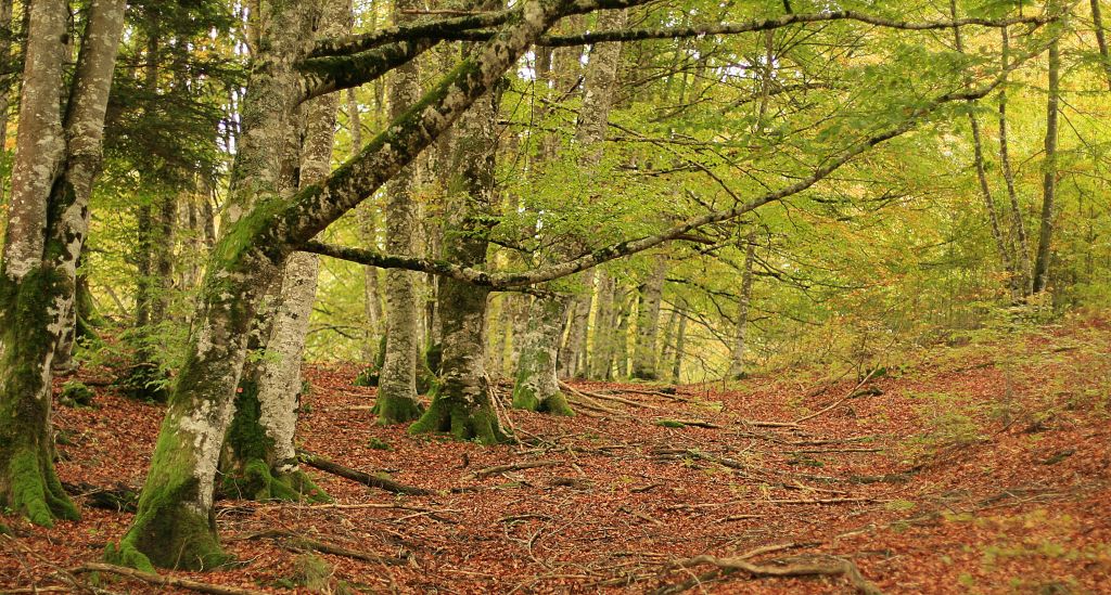 Selva de Irati, lugares mágicos, bosques de España, pueblos y rincones escapada verano - lugares de España naturaleza