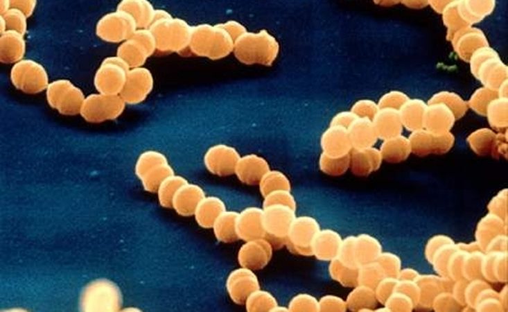 meningococos vacunas sanidad