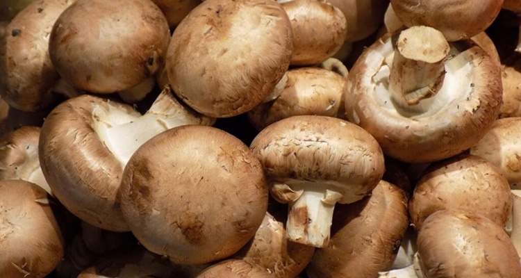 Su fuente natural más rica: champiñones, demencia