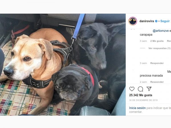 Dani Rovira y sus mascotas