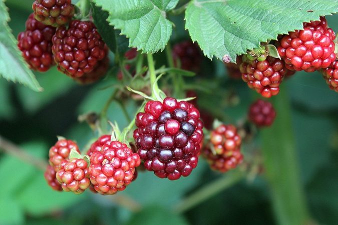 frutos del bosque granos