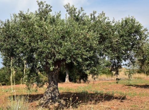 andalucia-olivar-estrategico andalucia-olivar-estrategico