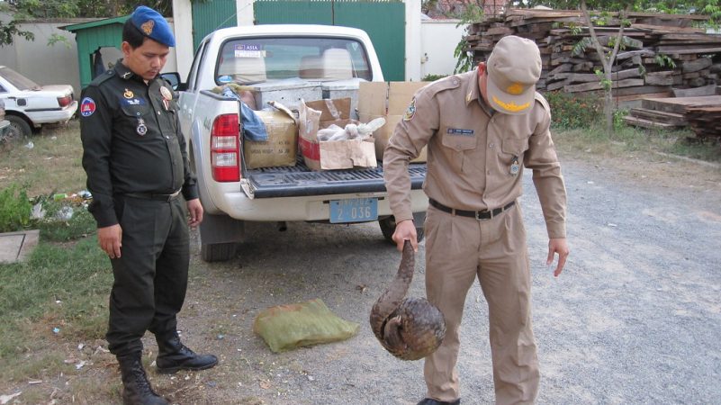 pangolín coronavirus