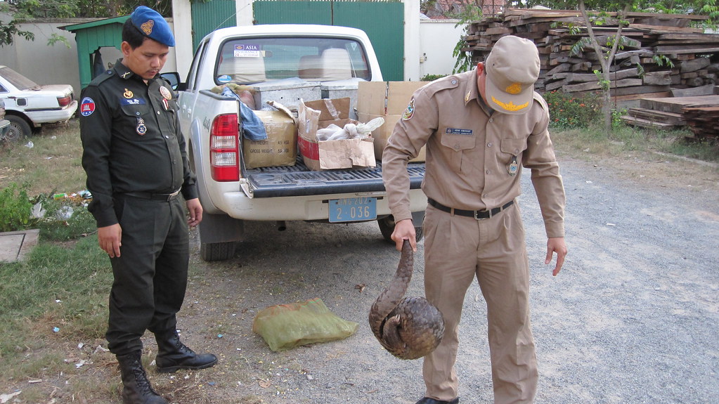 pangolín coronavirus