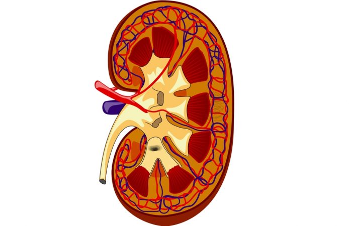 Gracias a estos simples trucos podrás tener unos riñones sanos y mejorar tu calidad de vida 27 Merca2.es Riñón