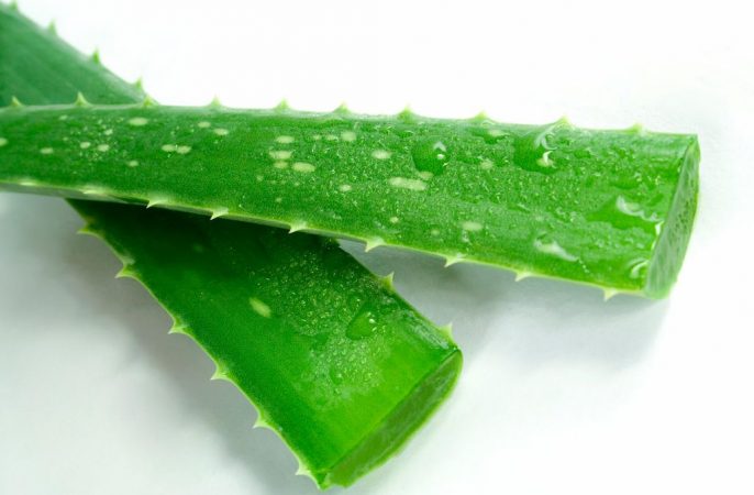 beneficios uso aloe vera