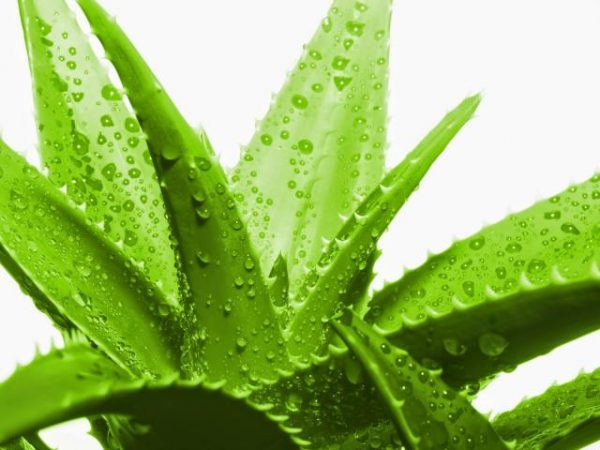 beneficios uso aloe vera