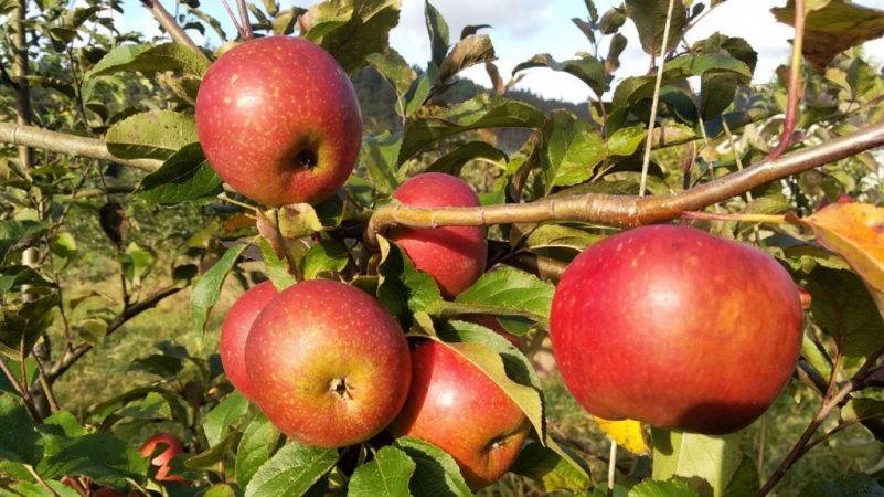 Estas son las frutas que deberías comer si tienes colesterol 29 Merca2.es manzana
