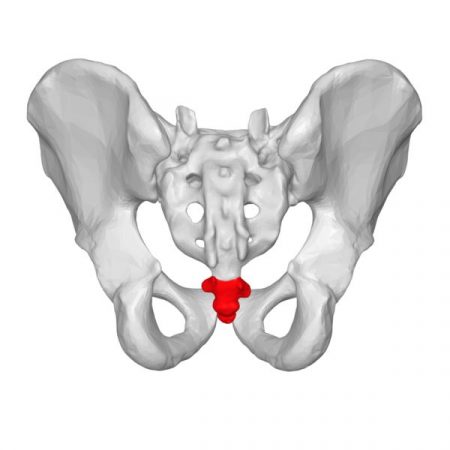 coxis partes del cuerpo que no sirven