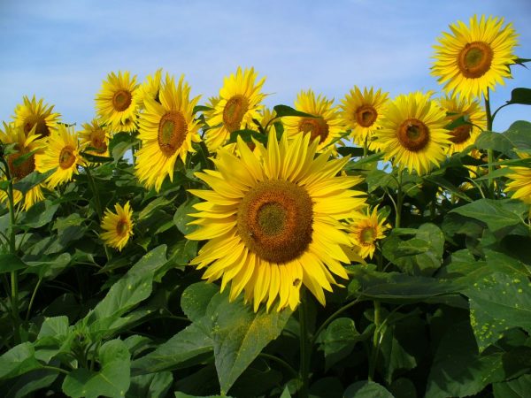 girasol pipas