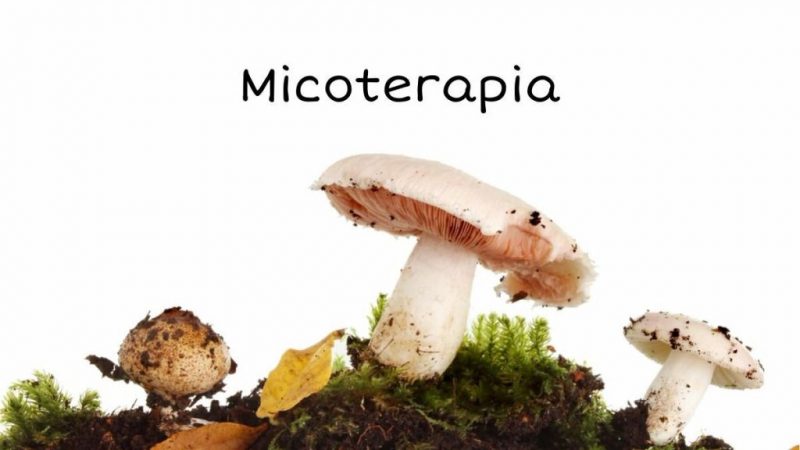 Productos naturales con los que fortalecer el sistema inmunológico 7 Merca2.es micoterapia