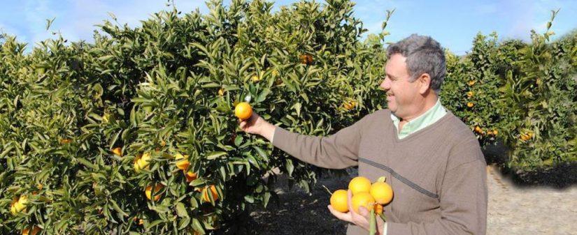 naranjas huerta
