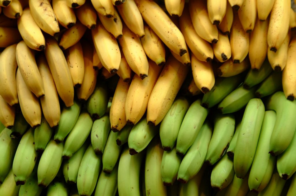 Los plataneros temen que la Ley de la Cadena Alimentaria dé vía libre a la banana con