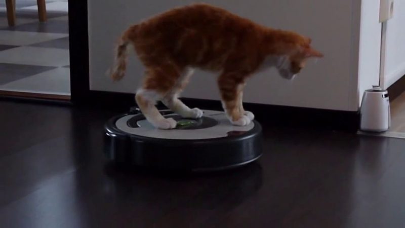 rumba gato Merca2.es