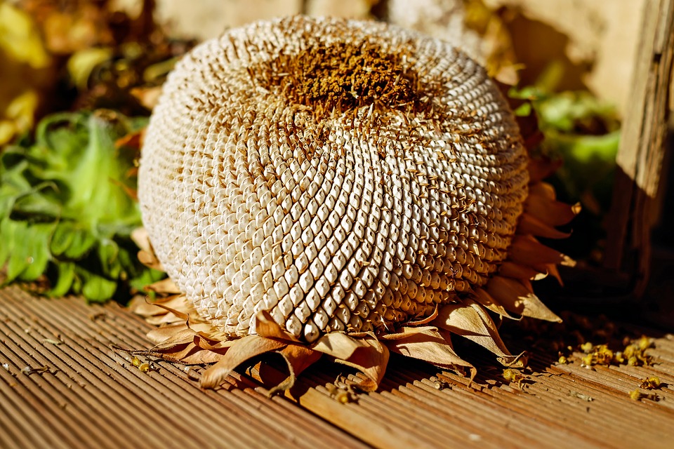 semillas girasol