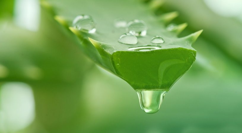 aloe para evitar caries