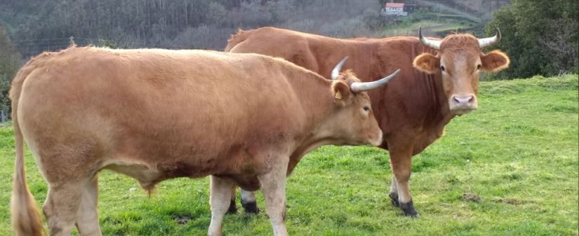 vaca gallega carrefour