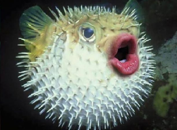 El pez globo es venenoso si no se cocina adecuadamente