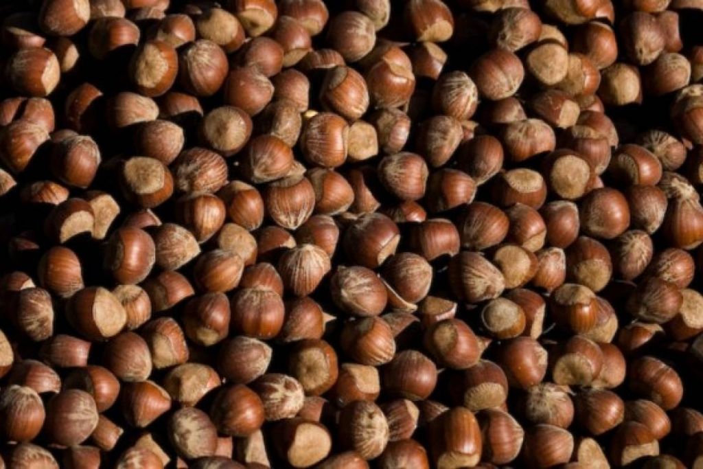 tostar avellanas